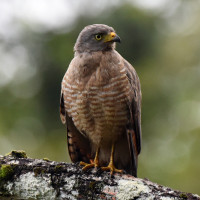 Roadside Hawk